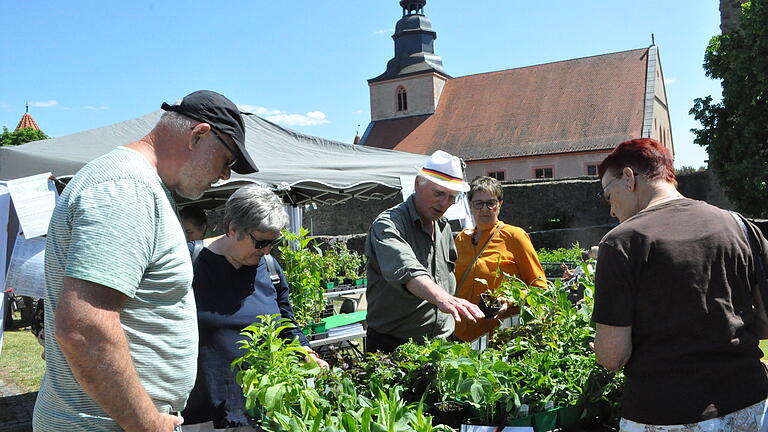 Im Schatten der Ostheimer Kirchenburg gab es vielseitige Pflanzenangebote.