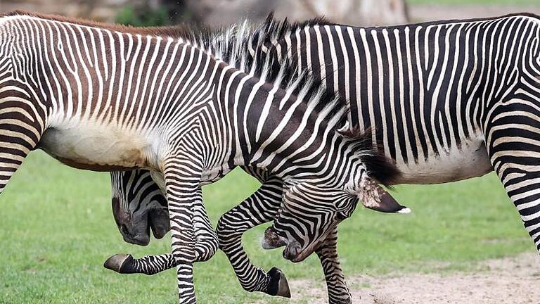 Grevy-Zebras rangeln in der Kiwara Savanne im Zoo Leipzig miteinander. Foto: Jan Woitas/dpa-Zentralbild/dpa       -  Auch bei Zebras beispielsweise sind die beiden Geschlechter gleich groß.