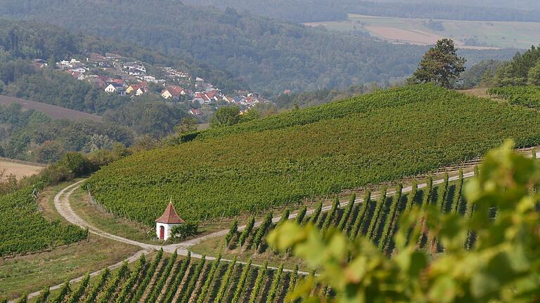 Ein phantastischer Blick über die Weinberge Richtung Marktheidenfeld konnten die wanderfreudige Seniorinnen und Senioren während ihrer Rundtour genießen.