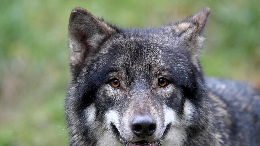 Nachdem vor kurzem im Schwarzwald offenbar ein Wolf eine Schafherde angegriffen und viele Tiere getötet hat, fordern Bauernvertreter schärfere Maßnahmen. Der Wolf galt in Deutschland als ausgestorben, nun werden die Tiere wieder heimisch. Foto: dpa/Carsten Rehde       -  Nachdem vor kurzem im Schwarzwald offenbar ein Wolf eine Schafherde angegriffen und viele Tiere getötet hat, fordern Bauernvertreter schärfere Maßnahmen. Der Wolf galt in Deutschland als ausgestorben, nun werden die Tiere wieder heimisch. Foto: dpa/Carsten Rehde
