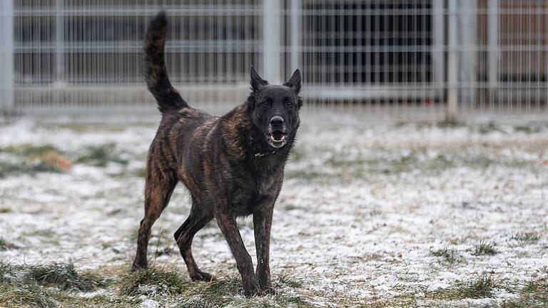 Keine Chance auf eine Vermittlung: Der Holländische Schäferhund Siggi ist durch jahrelange Misshandlungen so aggressiv, dass er wohl den Rest seines Lebens im Tierheim verbringen muss.