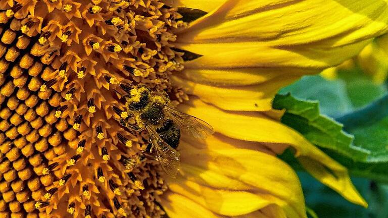 Wer findet die Biene? Sie nimmt ein Blütenpollenbad in der Sonnenblume und hat schon ein gelbes Mäntelchen an.