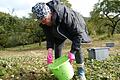 Ingeborg Ziegler lehrt auf einer alten Streuobstwiese am Schummhof in Oberbach einen Eimer mit Mostäpfeln in eine Sammelbox. Die Apfelbäume auf der dortigen Streuobstwiese sind teilweise beinahe 100 Jahre alt. Foto: Rebecca Vogt       -  Ingeborg Ziegler lehrt auf einer alten Streuobstwiese am Schummhof in Oberbach einen Eimer mit Mostäpfeln in eine Sammelbox. Die Apfelbäume auf der dortigen Streuobstwiese sind teilweise beinahe 100 Jahre alt. Foto: Rebecca Vogt