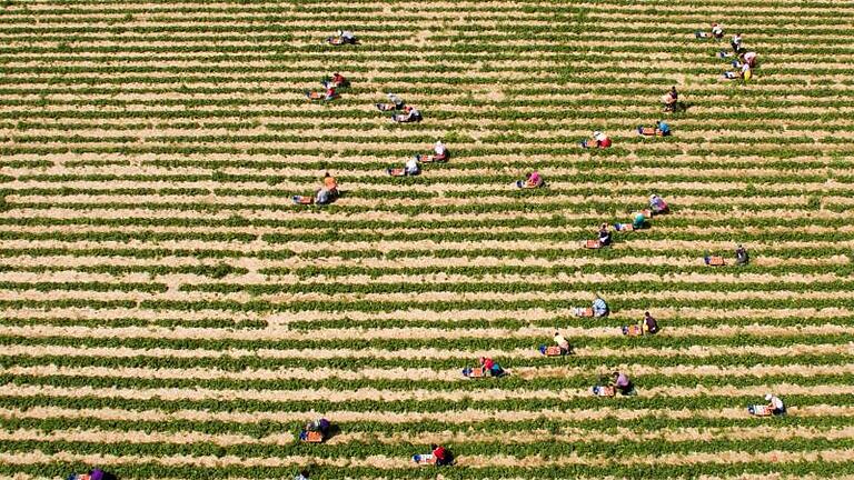 Harte Arbeit für süße Früchte: Erntehelfer pflücken Erdbeeren auf einem Feld in der Region Hannover. Foto: Julian Stratenschulte       -  Der Anbau von Erdbeeren verbraucht viel Wasser. Dieses wird in Spanien teils illegal abgepumpt.