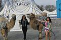 Der Circus Karl Buch mit seiner Chefin Patricia Lauenburger (Bildmitte) gastiert bis Sonntag auf der Mellrichstädter Streuwiese.