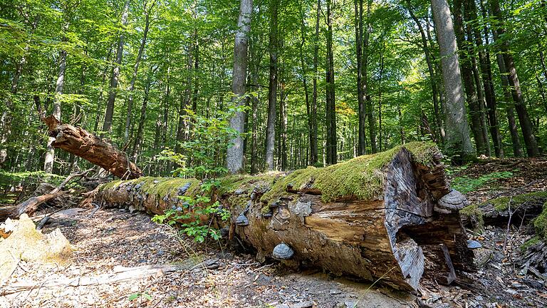 Sollen im Gemeindewald Frammersbach Flächen stillgelegt werden und dafür Ökopunkte gesammelt werden? Darüber dachte der Gemeinderat nach. Sollen im Gemeindewald Frammersbach Flächen stillgelegt werden und dafür Ökopunkte gesammelt werden? Darüber dachte der Gemeinderat nach.