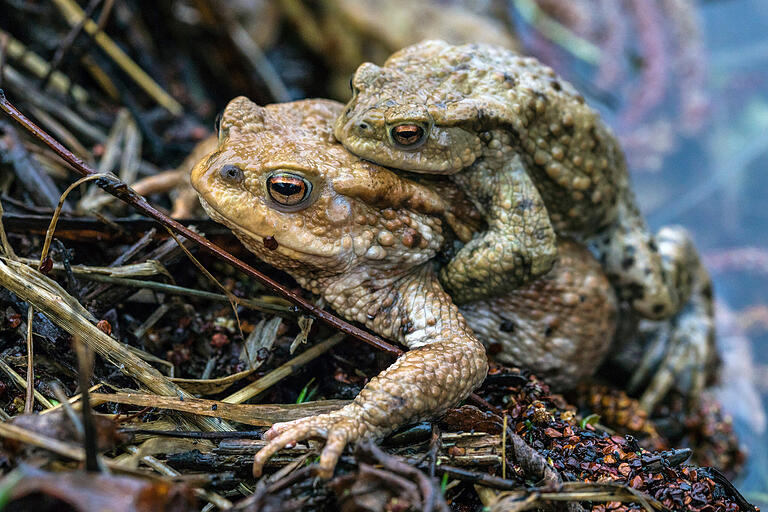 Während der Wanderung der Kröten trägt das größere Weibchen das kleinere Männchen auf dem Rücken zum Laichgewässer. Die Zahl der Männchen liegt dabei etwa fünf- bis sechsmal über dem der Weibchen. Das Leserfoto entstand im Frühjahr 2019 bei Wipfeld. Während der Wanderung der Kröten trägt das größere Weibchen das kleinere Männchen auf dem Rücken zum Laichgewässer. Die Zahl der Männchen liegt dabei etwa fünf- bis sechsmal über dem der Weibchen. Das Leserfoto entstand im Frühjahr 2019 bei Wipfeld.