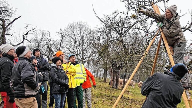 Gartenbaulehrer Josef Weimer gibt Tipps für die Obstbaumpflege. Gartenbaulehrer Josef Weimer gibt Tipps für die Obstbaumpflege.