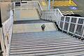 Koala besucht Bahnhof bei Sydney       -  Koalas sind durch die urbane Entwicklung zunehmend bedroht.