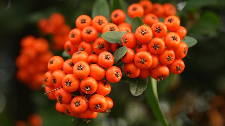 Vogelbeeren. Vogelbeeren.