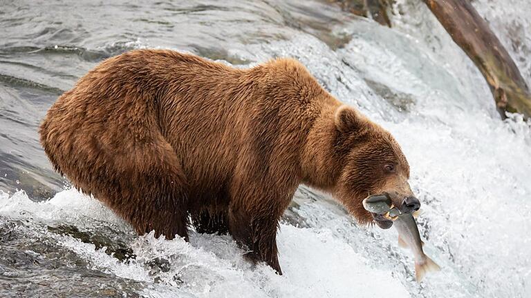 „Fat Bear”-Wahl - Braunbärin 402 gestorben - Die Braunbärin 402 hat den Angriff eines männlichen Bären nicht überlebt. „Fat Bear”-Wahl - Braunbärin 402 gestorben - Die Braunbärin 402 hat den Angriff eines männlichen Bären nicht überlebt.
