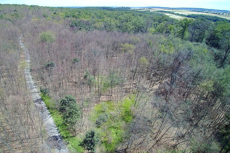 Der Wald leidet: Trockenheit und Schädlinge setzen den Bäumen zu.&nbsp;