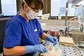 Ist der Tumor bösartig? Eine der&nbsp; Fragen, die die Pathologie klärt. Hier wird eine Gewebeprobe zur Untersuchung vorbereitet.&nbsp;&nbsp;