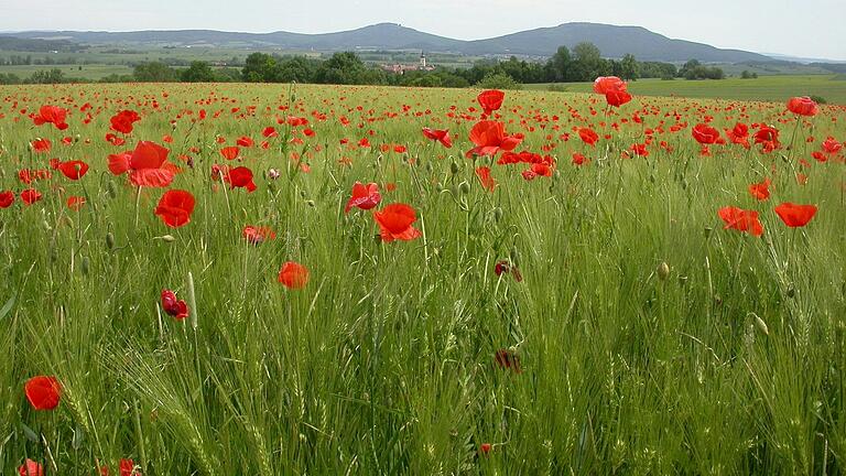 Auf diesem Feld hat sich Klatschmohn zum Getreide gesellt und sorgt für bunte Tupfer in der Landschaft. Auf diesem Feld hat sich Klatschmohn zum Getreide gesellt und sorgt für bunte Tupfer in der Landschaft.