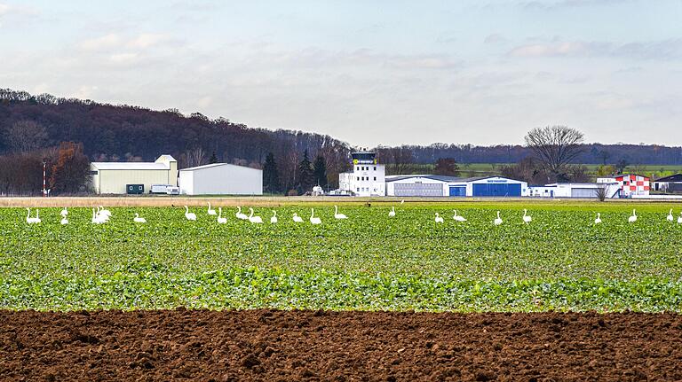 Ihrer Starts und Landungen sind umweltfreundlich: Mehrere Schwäne rasten auf einem Ackerfeld vor dem Haßfurter Flugplatz mit seinem Tower zwischen Augsfeld und Haßfurt.