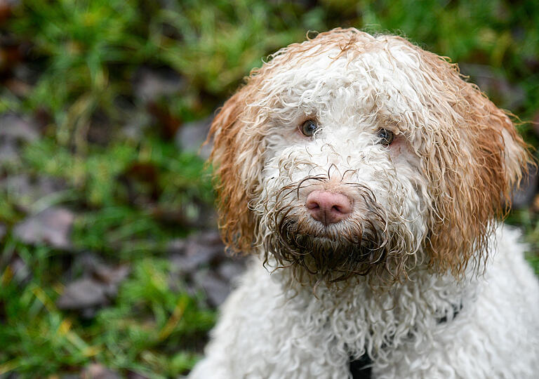 Nach getaner Arbeit darf ein Trüffelsuchhund ruhig ein wenig Dreck im Gesicht haben.