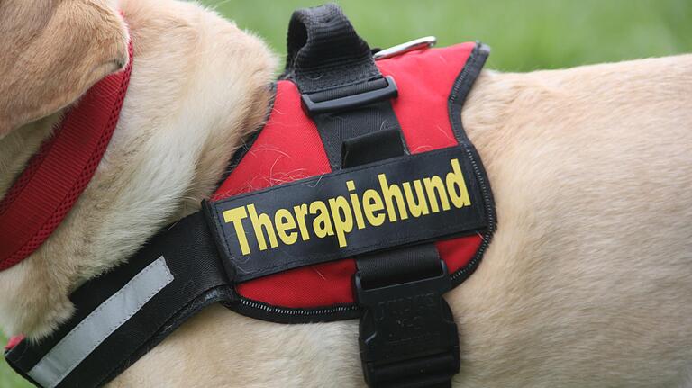 Bis ein Hund das Geschirr eines offiziellen Therapiehundes tragen darf, muss er und sein Hundeführer einen Wesenstest bestehen und eine Ausbildung durchlaufen. Bis ein Hund das Geschirr eines offiziellen Therapiehundes tragen darf, muss er und sein Hundeführer einen Wesenstest bestehen und eine Ausbildung durchlaufen.