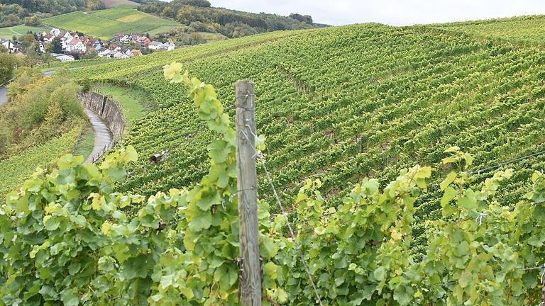 Der Gemeinderat Retzstadt befürwortete einstimmig den Antrag des Weingutes Rudolf May auf Eintrag der beiden Gewanne &quot;Himmelspfad&quot; und &quot;Der Schäfer&quot; in die Weinbergsrolle. Damit erlangt das Weingut die Berechtigung zur Nennung der beiden Namen auf den jeweiligen Flaschenetiketten.