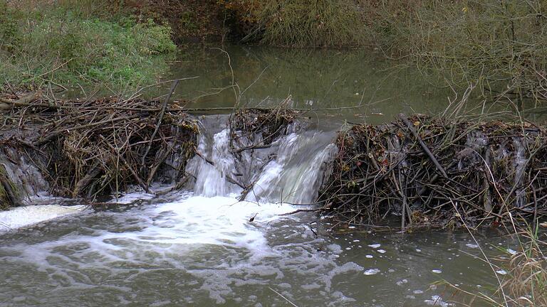 Dieser Damm an der Baunach bei Ebern ist das Werk eines Bibers. Im Landkreis Haßberge ist das Wildtier nach der erfolgreichen Wiederansiedlung heute in 142 Revieren zuhause. Nun hat der Bau- und Werkausschuss die Stelle eines zweiten Biberberaters geschaffen.