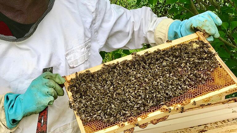 Der Umgang mit Bienen erfordert eine vernünftige Grundausstattung und viel Erfahrung. Diese durften nun Schüler der Mittelschule Maroldsweisach in einem besonderen Projekt sammeln.