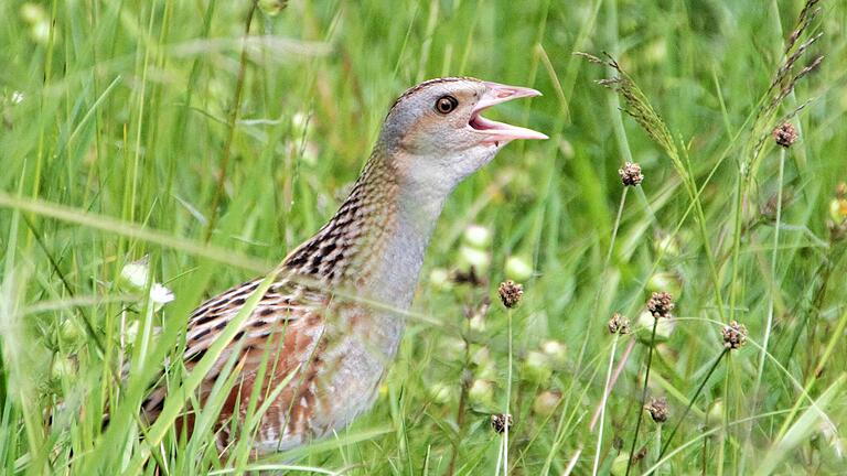 Unter anderem um den Wachtelkönig geht es in zwei digitalen Vorträgen des Unesco-Biosphärenreservates Rhön.