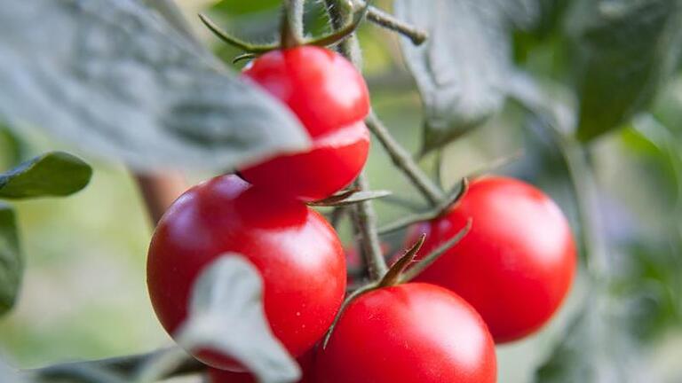 Platzen Tomaten an der Staude ringförmig auf, so wie hier die Tomate oben, kann das an einem Wechsel der Witterung von heiß und trocken zu regnerisch liegen. Foto: Andrea Warnecke/dpa-tmn       -  Hunde dürfen Tomaten essen, solange sie reif sind und keine grünen Stellen haben.