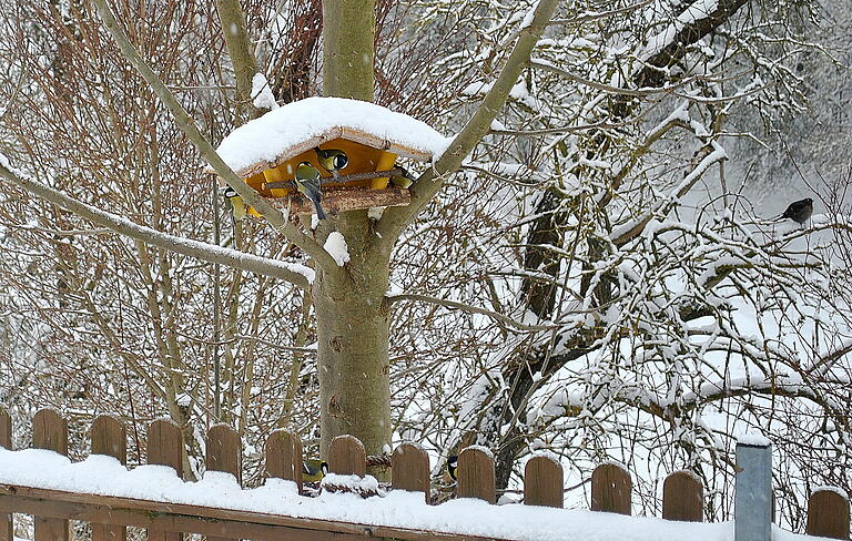 Das Füttern von Singvögeln im Garten ist nicht verboten. Das Füttern von Singvögeln im Garten ist nicht verboten.