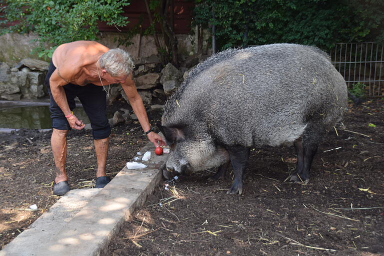 Vor gut drei Jahren nahm Hubert Balda schon einmal zwei Wildschwein-Frischlinge auf. Beide sind jetzt mächtige Tiere, hier der Keiler Fritzi.