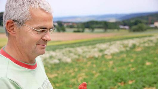 Eine prächtige Erdbeere hält Claus Schmitt in den Händen. Doch leider wachsen viele Erdbeeren heuer auf den Feldern wegen der Trockenheit nicht so gut. Sie bleiben klein und reifen zu schnell. Fotos: Heike Beudert       -  Eine prächtige Erdbeere hält Claus Schmitt in den Händen. Doch leider wachsen viele Erdbeeren heuer auf den Feldern wegen der Trockenheit nicht so gut. Sie bleiben klein und reifen zu schnell. Fotos: Heike Beudert