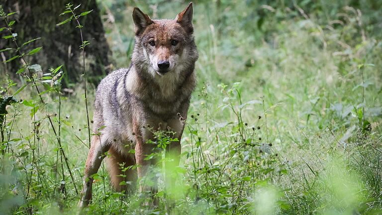 Die Abschussgenehmigung für zwei Wölfe in der Rhön stößt auf Kritik bei Umweltverbänden und Wolfsschützern (Symbolbild).