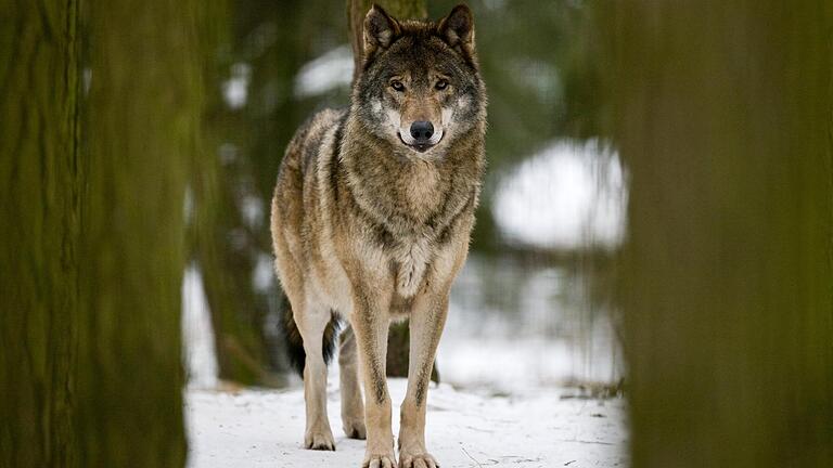 Erneut hat ein Wolf hat mehrere Schafe in der Rhön gerissen. Die Ergebnisse der genetischen Untersuchungen veröffentlichte nun das Landesamt für Umwelt. Das Symbolbild entstand im Wildpark Schorfheide.&nbsp;