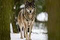 Erneut hat ein Wolf hat mehrere Schafe in der Rhön gerissen. Die Ergebnisse der genetischen Untersuchungen veröffentlichte nun das Landesamt für Umwelt. Das Symbolbild entstand im Wildpark Schorfheide.&nbsp;