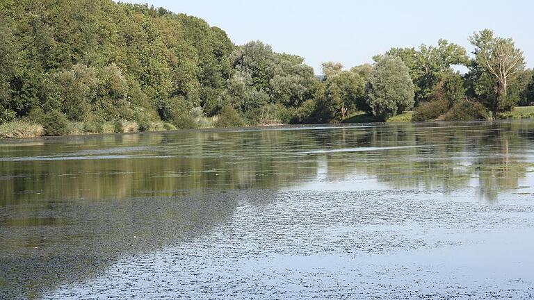 Idyll mit Schatten: Der Messelauer See Messelau bei Knetzgau ist ein Naturparadies. Doch die auf der Oberfläche sichtbaren Pflanzen deuten auf den sich anbahnenden Kollaps hin.