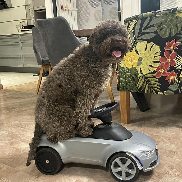 Abbey hat als Showvorbereitung sogar Autofahren gelernt. In der Sendung kamen dann aber doch andere Herausforderungen dran.