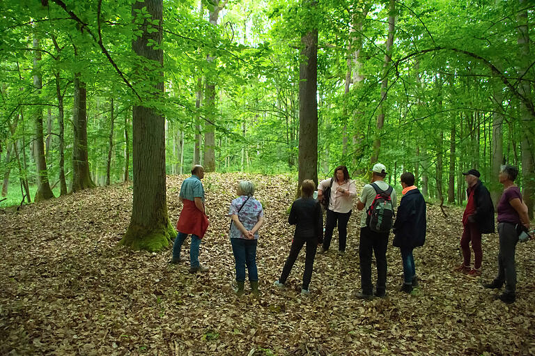 Mystisch erheben sich die Hügelgräber bei Obbach aus dem Waldboden. Mystisch erheben sich die Hügelgräber bei Obbach aus dem Waldboden.