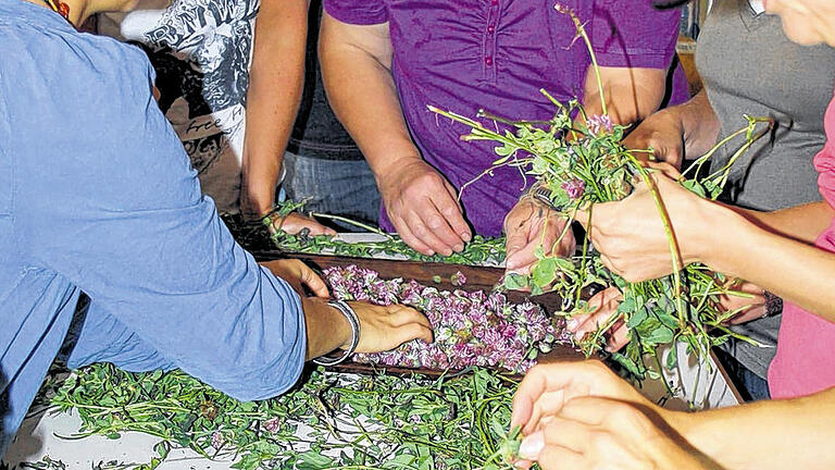 Auf die Kräuter, fertig, los. Die Blüten des Rotklees werden zum Trocknen bereitet. Stichworte: Heilkräuter Seminar Sara Götz Schwebheim Phytotherapeut FOTO Ursula Lux Auf die Kräuter, fertig, los. Die Blüten des Rotklees werden zum Trocknen bereitet. Stichworte: Heilkräuter Seminar Sara Götz Schwebheim Phytotherapeut FOTO Ursula Lux