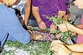 Auf die Kräuter, fertig, los. Die Blüten des Rotklees werden zum Trocknen bereitet.  Stichworte: Heilkräuter  Seminar  Sara Götz  Schwebheim  Phytotherapeut   FOTO Ursula Lux