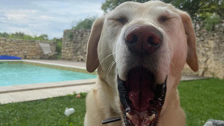 Auch Hunde leiden im Sommer unter der Hitze. Auch Hunde leiden im Sommer unter der Hitze.
