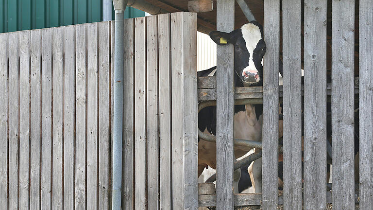 Drei Landwirte aus dem Unterallgäu sollen gegen das Tierschutzgesetz verstoßen haben.  Foto:       -  Drei Landwirte aus dem Unterallgäu sollen gegen das Tierschutzgesetz verstoßen haben.