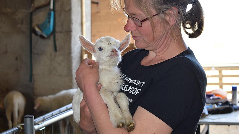 Bei aller Arbeit nimmt sich Anja Schelauske die Zeit, das kleine Ziegenböckchen Bert großzuziehen. Seine Mutter hat keine Milch für den Nachwuchs. Eigentlich beschäftigt sie sich aber mit der Aufzucht von Schafen und der Herstellung von Milchprodukten aus Schafmilch.