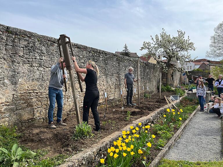 Kinder und Tafeltrauben im Weinberg sind ein, auch für Winzer als Weinstock-Paten spannendes Projekt im Barockgarten. Alicia I. zeigt, dass die Weinprinzessinnenkrone beim Rammen der Pfähle kein bisschen stört. Kinder und Tafeltrauben im Weinberg sind ein, auch für Winzer als Weinstock-Paten spannendes Projekt im Barockgarten. Alicia I. zeigt, dass die Weinprinzessinnenkrone beim Rammen der Pfähle kein bisschen stört.