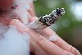 Cannabis-Legalisierung.jpeg       -  Wer vom Cannabis-Konsum loskommen will hat er vermeintlich einfacher als bei anderen Drogen.