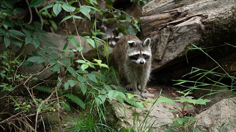 Ein Waschbär streift durch ein Gehege im Wildpark Klaushof bei Bad Kissingen. Ein Waschbär streift durch ein Gehege im Wildpark Klaushof bei Bad Kissingen.