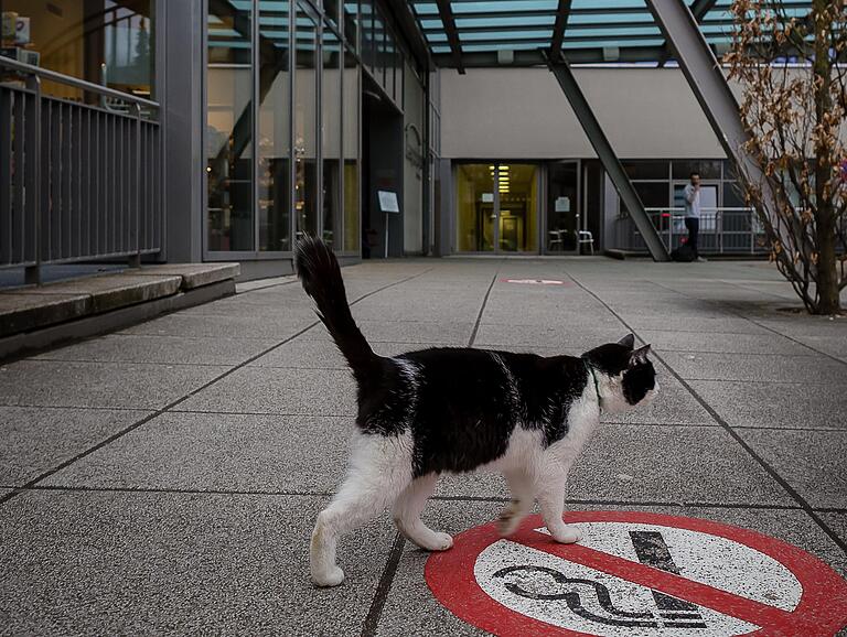 Ein vertrauter Anblick für Mitarbeiter und Besucher: die 'Leo-Katze'. Sie lebt in der Nachbarschaft, treibt sich aber sehr gern im Eingangsbereich des Krankenhauses herum. Ein vertrauter Anblick für Mitarbeiter und Besucher: die 'Leo-Katze'. Sie lebt in der Nachbarschaft, treibt sich aber sehr gern im Eingangsbereich des Krankenhauses herum. 