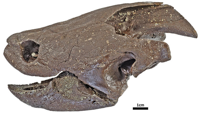 Seltener Fund: Der Kopf einer 70 Zentimeter langen Schnappschildkröte. Seltener Fund: Der Kopf einer 70 Zentimeter langen Schnappschildkröte.