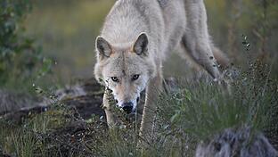Der Schutzstatus des Wolfs wurde in der Berner Konvention herabgestuft. Somit kann der Wolf künftig leichter gejagt werden.