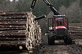Im nächsten Jahr sollen im Maßbacher Gemeindewald insgesamt 1800 Festmeter Holz eingeschlagen werden.       -  Im nächsten Jahr sollen im Maßbacher Gemeindewald insgesamt 1800 Festmeter Holz eingeschlagen werden.