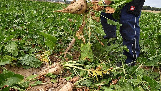 In Geckenheim sind die Rüben nahezu normal gewachsen, wie die jüngste Proberodung zeigt. In Geckenheim sind die Rüben nahezu normal gewachsen, wie die jüngste Proberodung zeigt.