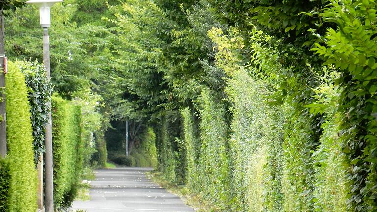 Vorbildlich: Der Heckenschnitt Am Nadelöhr. Zweige und Äste dürfen nicht in den Verkehrsraum ragen.