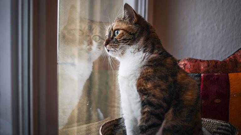 Freigang für die Katze? In Aschaffenburg ist das erst nach Kastration, Kennzeichnung und Registrierung möglich. Freigang für die Katze? In Aschaffenburg ist das erst nach Kastration, Kennzeichnung und Registrierung möglich.